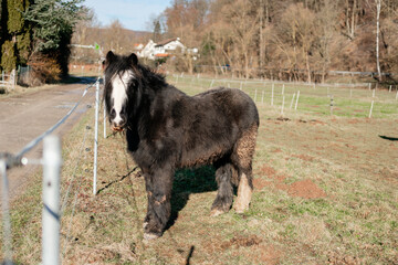 Shaggy Icelandic horse in an open paddock on a sunny day. High quality photo