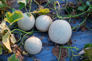green melons or cantaloupe melons plants growing in greenhouse, Melon or cantaloupe is sweet fruit
