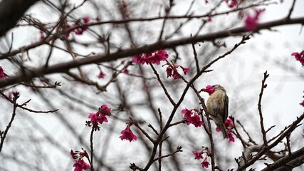 Bird eating nectar