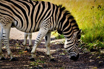 zebra eating grass