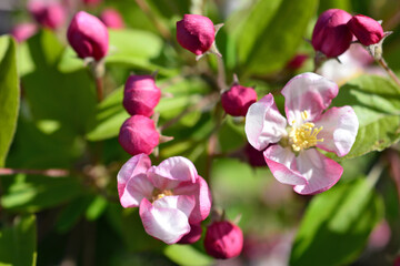 a close up of Pink Apple Blossoms with flowers and buds