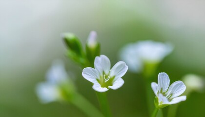 Beautiful Flower in Blurry Green Background
