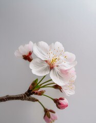 Fototapeta premium やわらかなグレーの背景に、一輪の桜の花が5月の風に揺れながら春を感じさせる 