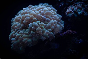 Close-up of a bubble coral underwater, with its unique texture and colors in a aquatic