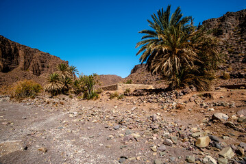 2024 03 15 Jebel Saghro Atlas palm 73