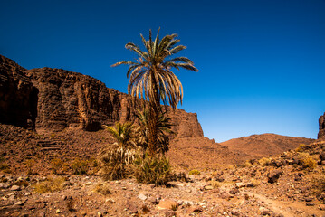 2024 03 15 Jebel Saghro Atlas palm 74