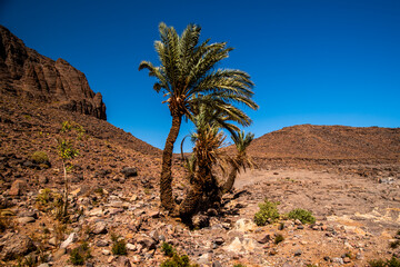 2024 03 15 Jebel Saghro Atlas palm 79