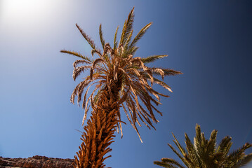 2024 03 15 Jebel Saghro Atlas palm 78