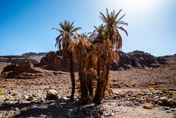 2024 03 15 Jebel Saghro Atlas palm 81