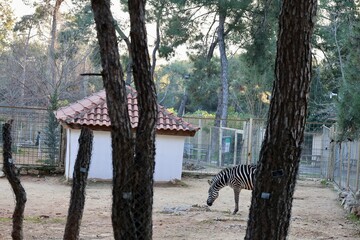 Zebra fenced enclosure. High quality photo