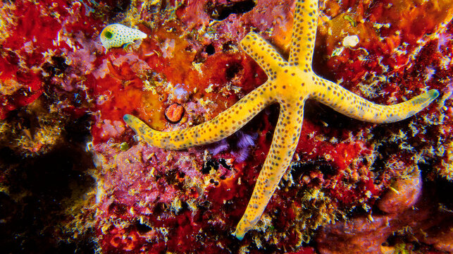 Multi Pore Sea Star, Linckia multifora, Starfish, Reef Building Corals, Coral Reef, South Male Atoll, Maldives, Indian Ocean, Asia