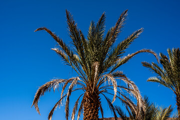 2024 03 15 Jebel Saghro Atlas palm 86