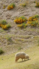 Sheep grazing in the grassland