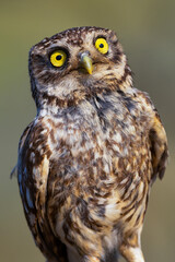 Little Owl, Athene noctua, Mediterranean Forest, Castilla y Leon, Spain, Europe