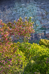 Flowers, mountain and trees for peace in nature, sustainable environment and oxygen production on trip. Travel, rock and plants for calm on vacation in countryside, ecology leaves and New Zealand