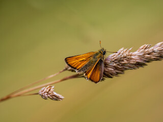 Small Skipper Skipper on Grass