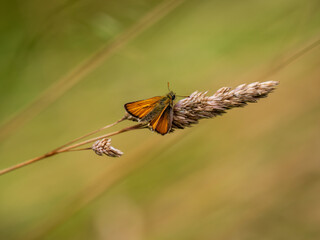 Small Skipper Skipper on Grass