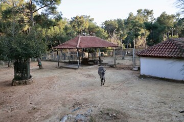 Zebra fenced enclosure. High quality photo