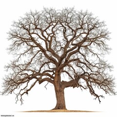 Fototapeta premium A majestic bare tree with intricate branches.
