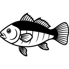 Mud sunfish isolated on white background