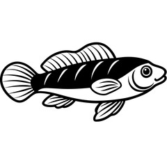 Trachinotus goodei isolated on white background