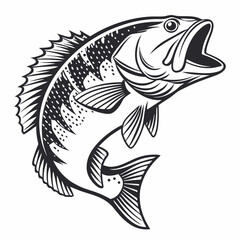 bass fish isolated on white background