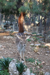 Deer grazing forest. High quality photo