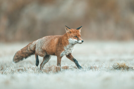 Mammals - European Red Fox (Vulpes vulpes)