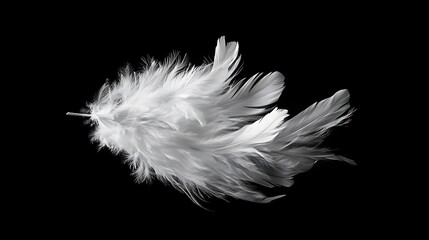 White feather of a bird on a dark background close up macro