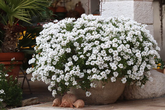 fiori di iberis in un vaso