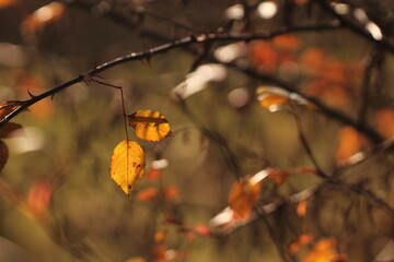foglie nel bosco in autunno