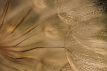 particolare di un fiore di dente di leone al tramonto © Simona