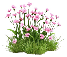 PNG Flowers grass outdoors blossoms.