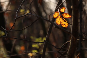 foglie nel bosco in autunno