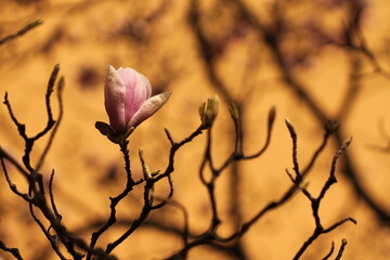 fiori di magnolia in primavera