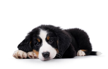 Adorable Bernese Mountain dog puppy, laying down side ways. Looking patiently to camera with head down on paws. Isolated on a white background.