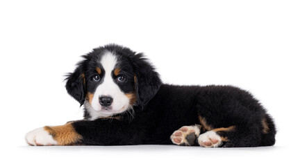 Adorable Bernese Mountain dog puppy, laying down side ways. Looking curious to camera. Isolated on a white background.