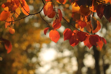 foglie nel bosco in autunno