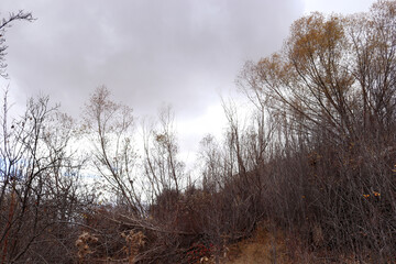 in nature in autumn, bush area
