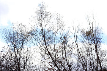 willow tree branches towards the sky