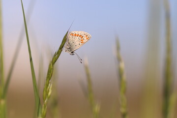 una farfalla licenide al tramonto