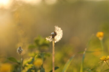 fiore di dente di leone