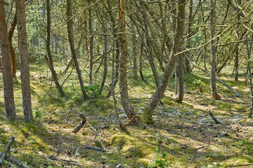 Obraz premium Forest, woods and landscape with trees, outdoor plants and park with overgrowth and summer. Environment, greenery and natural scenery with ecosystem, wilderness or conservation woodland in Denmark