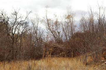 in nature in autumn, bush area