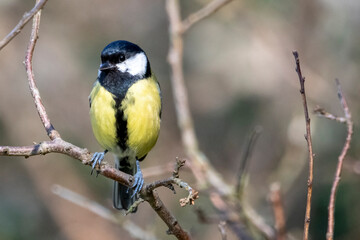 Great tit perched on twig in natural setting
