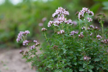 Blossoming fragrant Thyme, Thymus serpyllum, blooms in the garden in summer.