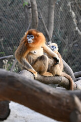 golden monkeys in a zoo, Ningbo