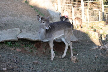 Deer grazing forest. High quality photo