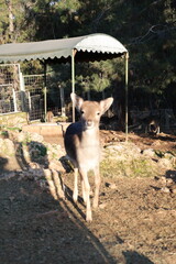 Deer grazing forest. High quality photo
