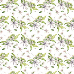 Gentle floral watercolor seamless pattern isolated. Jasmine blooms, buds, leaves on repeated texture. Pale pink flowers botanical style hand drawn. Blossom white plants background for design textile.
